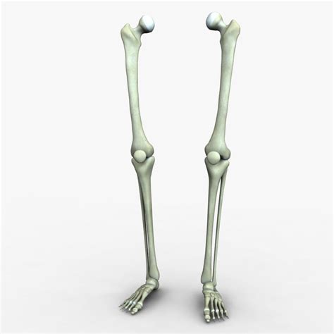 Leg Bones