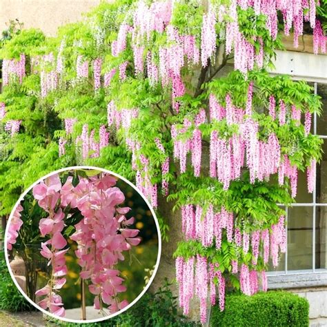 Buy Wisteria Pink White Plants Online | GardenersDream