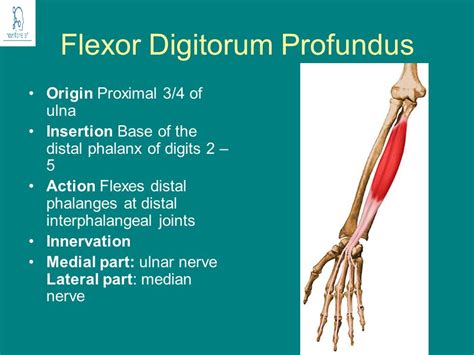 Flexor Digitorum Profundus: Origin, Insertion, Nerve Supply & Action ...