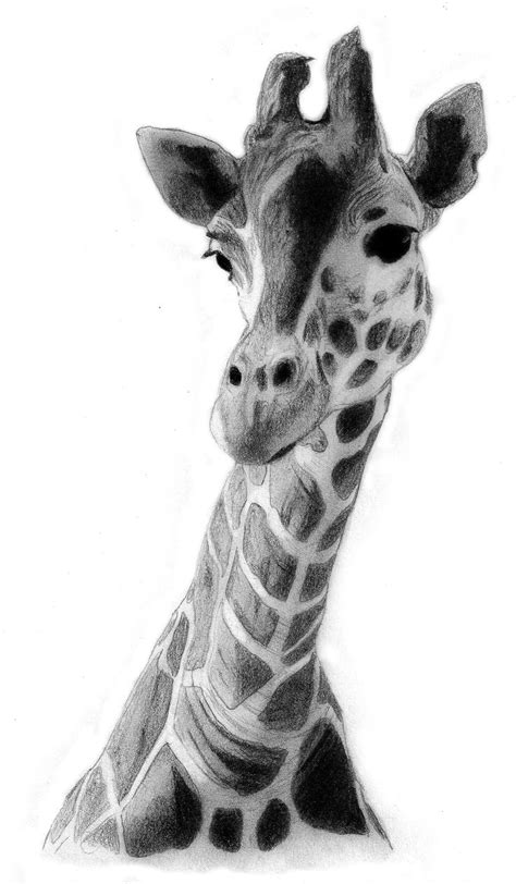 Anime Giraffe Drawing | www.imgkid.com - The Image Kid Has It!