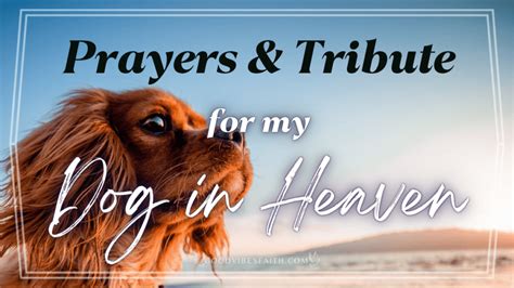 Prayer For My Dog In Heaven: A Tribute To My Beloved Pet