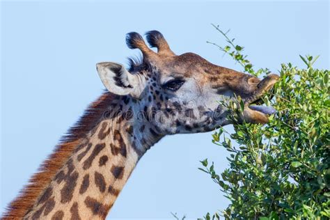 Masai Giraffe Eating Acacia Stock Image - Image of alert, african: 83752427