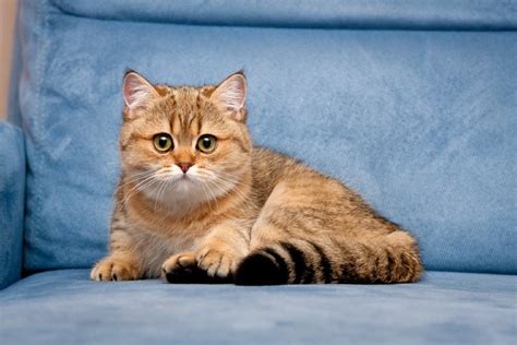 Golden British Shorthair: Facts, Pictures, Origin & History | Hepper