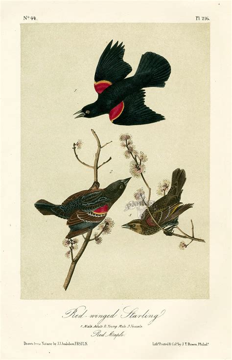 Audubon Bird Prints from Birds of America, 1st octavo edition 1840-1844