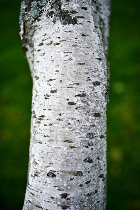 Closeup of Birch Tree Bark stock photo. Image of color - 140419342