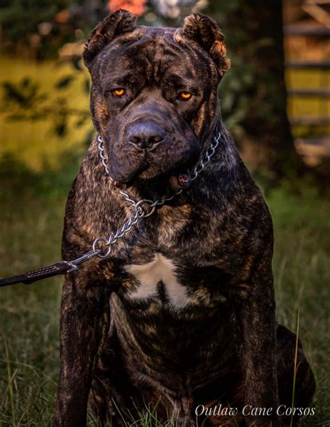 Outlaw Cane Corso- Cane Corso Breeders - ”True” Cane Corso.