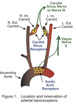 Pin on Hypothyroidism