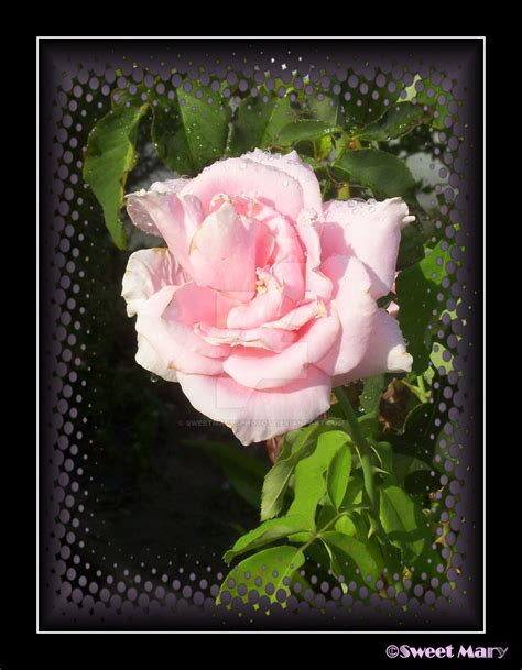 Pink Rose With Water by SweetMarysPhotos on DeviantArt