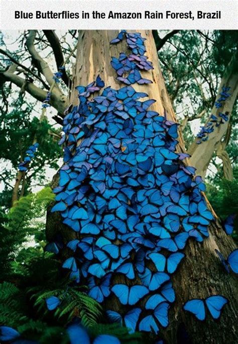 Blue Butterflies In The Amazon Rainforest Pictures, Photos, and Images for Facebook, Tumblr ...