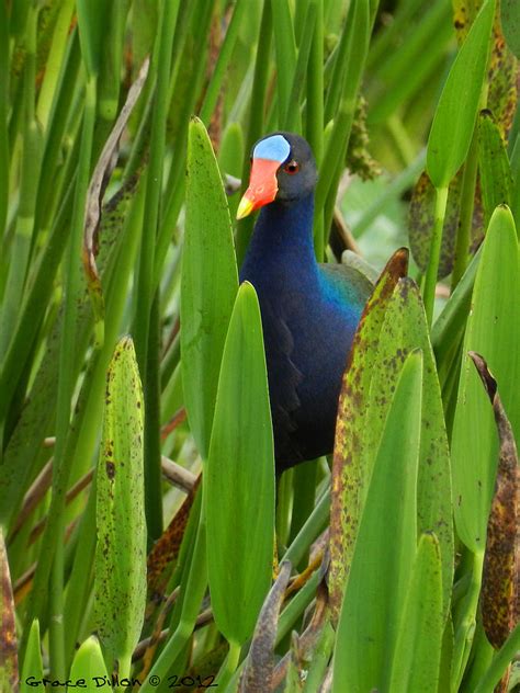 Purple Gallinule Photograph by Grace Dillon - Fine Art America