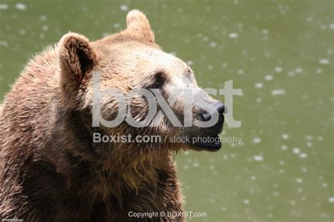 Syrian Brown Bear Portrait - Boxist.com Photography / Sam Mugraby's ...