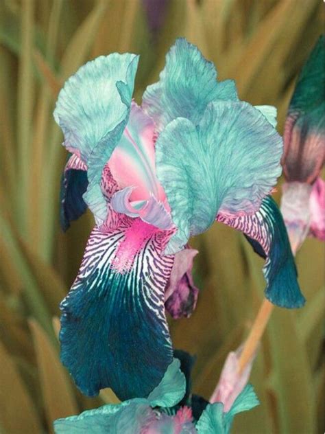 Teal Orchid | Aqua, Teal and Turquoise | Pinterest