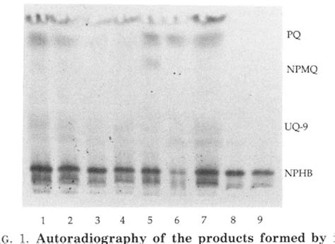 Figure 1 from Biosynthesis of ubiquinone and plastoquinone in the ...