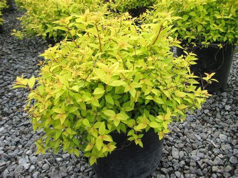 Unique Spirea Landscaping | Landscaping shrubs, Plants, Spirea