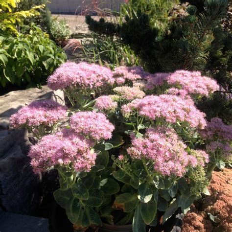 Sedum spectabile 'Brilliant' from NVK Nurseries