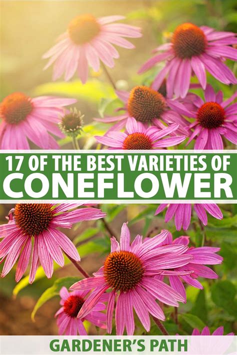 17 of the Best Coneflower Varieties | Gardener’s Path