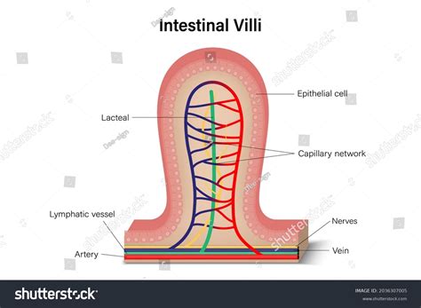 Intestinal Villus Cross Section Anatomy Intestinal Stock Vector (Royalty Free) 2036307005 ...