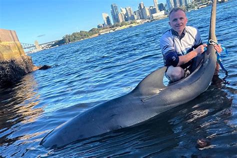 Insane moment fisherman reels in a monster three-metre bull shark out ...