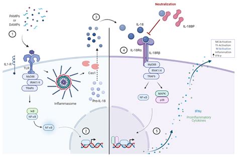 Biomedicines | Free Full-Text | Interleukin-18 Binding Protein in ...