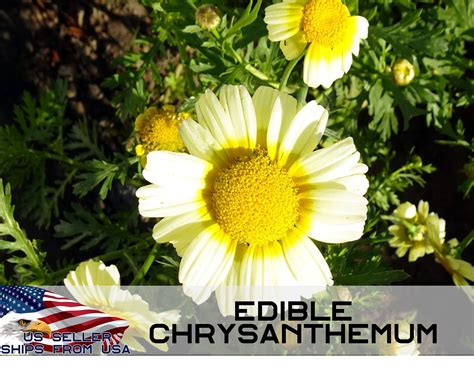 Edible Chrysanthemum Seeds 30 Seeds Shungiku Edible Big | Etsy