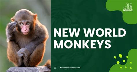 New World Monkeys in Primatology | Anthroholic