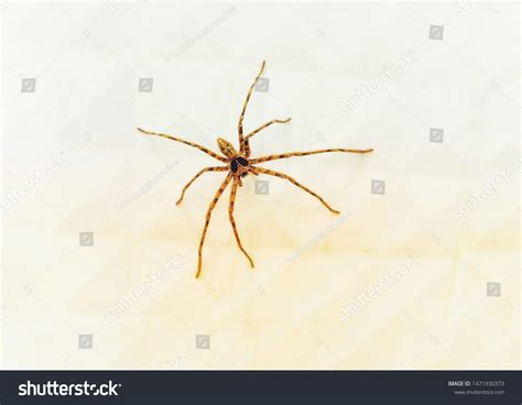 Spiders Creatures That Arthropods Arthropods There Stock Photo ...