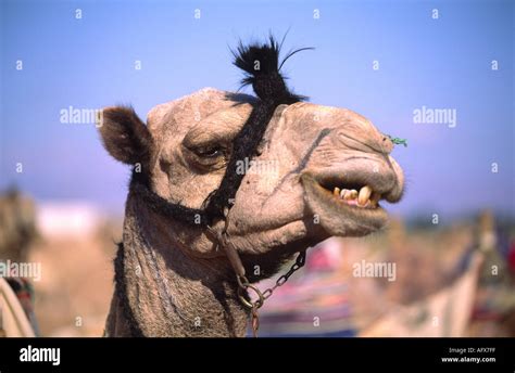 Bedouin dromedary camel showing teeth while chewing appearing unhappy at Dahab Lagoon Sinai ...