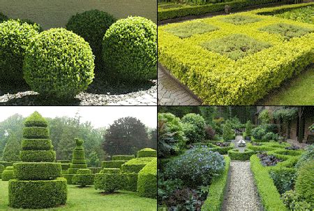 How To Trim Hedges? | www.coolgarden.me