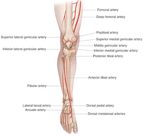 Leg Knee Anatomy