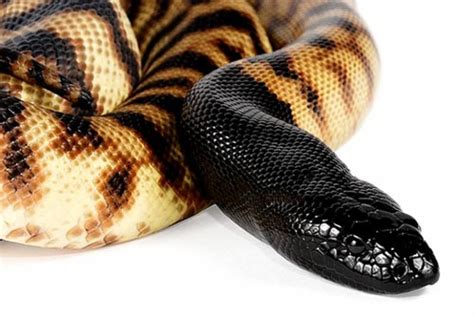 black-headed-python | Asian Scientist Magazine | Science, technology and medical news updates ...