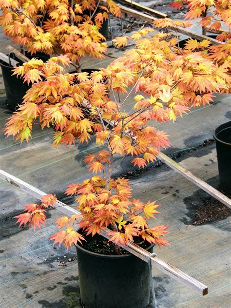 3-gal Acer shirasawanum 'Autumn Moon' 24-30-in (1) Japanese Maple ...