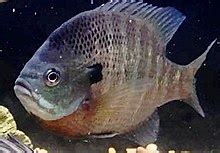 Bluegill - Wikipedia