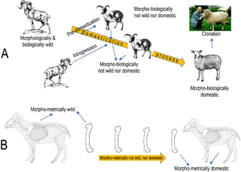 (Up) Theoretical framework for the domestication process of sheep ...