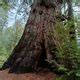 Methuselah Tree (Redwood) – Woodside, California - Atlas Obscura