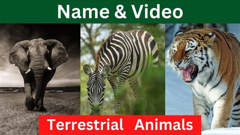 Top 20 Terrestrial Animals: A Guide to Earth's Majestic Creatures ...