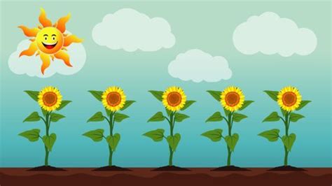 Animation Sunflower Life Cycle Growth Stages Stock Footage Video (100% ...