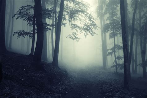 Pin by Marcia Peixoto on the night | Foggy forest, Forest background ...