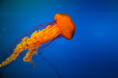 This Lion’s Mane doesn’t attract the ladies. | Marine Biology Learning Center