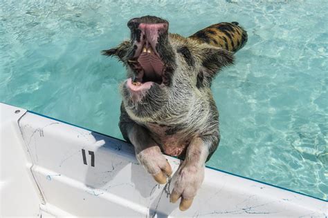 How to visit the Swimming Pigs Bahamas and Exuma Pigs Tour