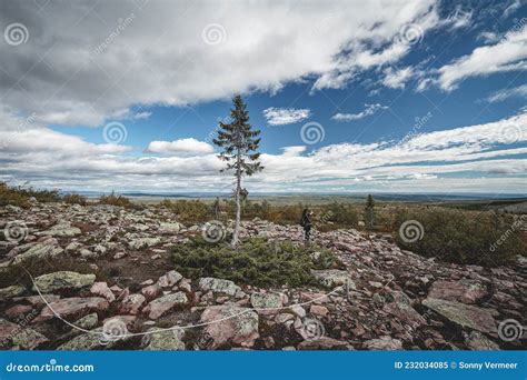 Old Tjikko, the Oldest Tree in the World. Stock Image - Image of ...