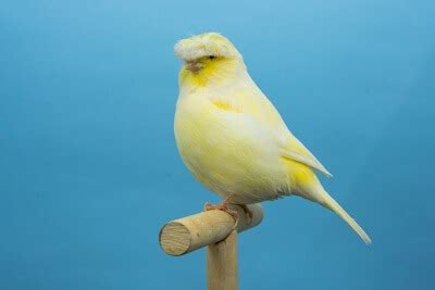 What Is A Gloster Canary? A Full Guide To Genetics And Breeding