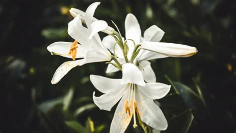 How To Plant Lily Of The Valley Seeds? (Important Facts)