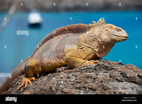 Galapagos land iguana Stock Photo - Alamy