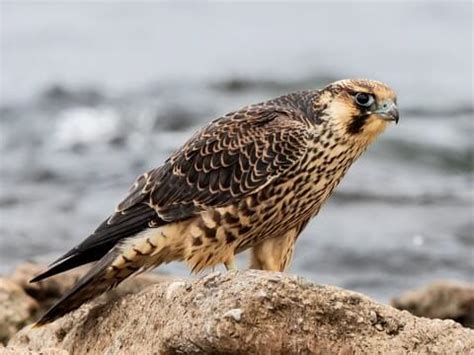 Peregrine Falcon | Celebrate Urban Birds