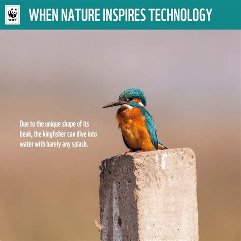 WWF India on Twitter: "Did you know that these wonderful birds helped ...