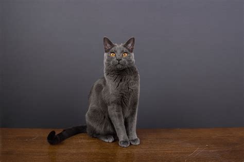 Chartreux Cat Breed Information & Characteristics