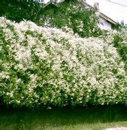 Polygonum aubertii Silver-fleece or Silver Lace Vine Zone 5 Very vigorous twiner great for ...