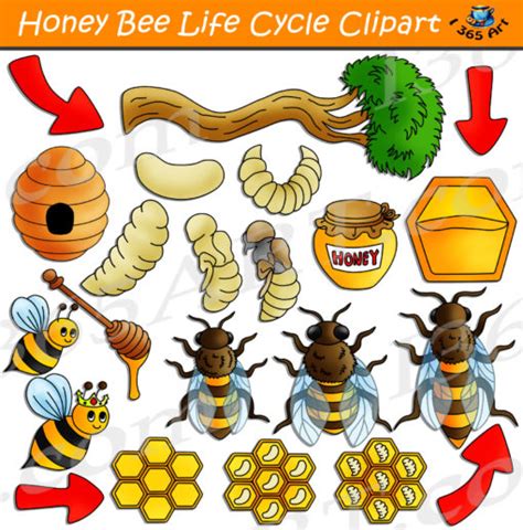 Honey Bee Life Cycle Clipart Bundle - Clipart 4 School