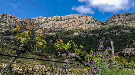 Priorat vineyards on Montsant, Cartoixa d’Escaladei Hike – Artoba Tours