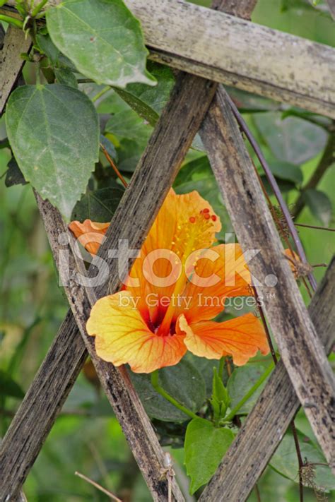 Hibiscus Rosa-Sinensis, Yellow China Rose, Chinese Hibiscus Stock Photo | Royalty-Free | FreeImages